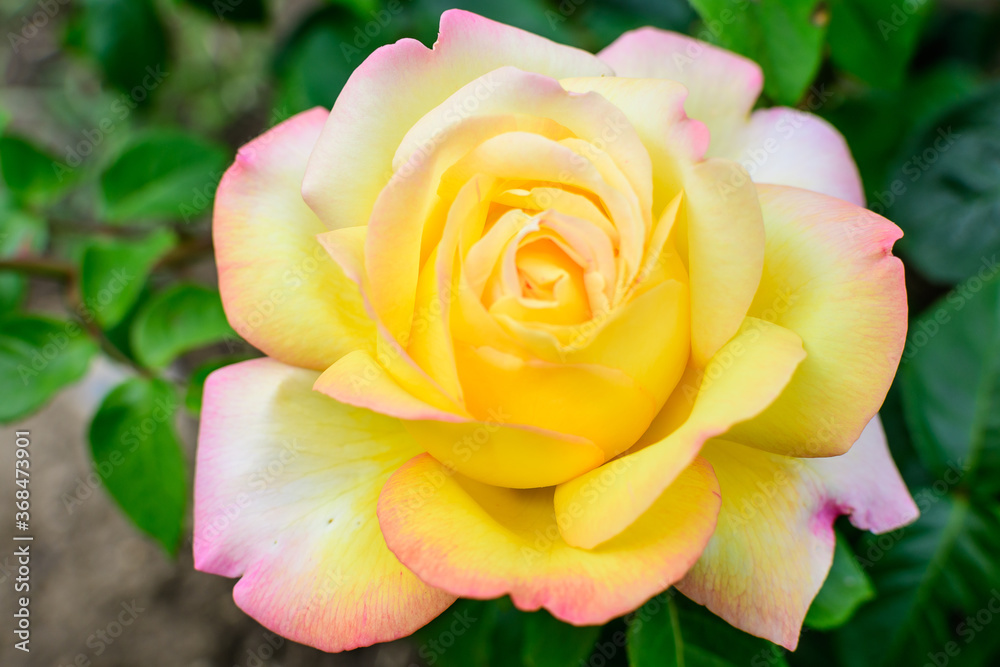 Large green bush with one fresh vivid yellow rose in full bloom and green leaves in a garden in a sunny summer day, beautiful outdoor floral background photographed with soft focus. Large green bush with one fresh vivid yellow rose in full bloom and green leaves in a garden in a sunny summer day, beautiful outdoor floral background photographed with soft focus.