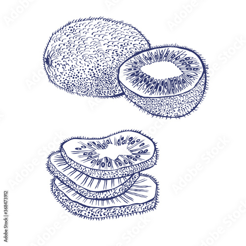 Kiwi. Kiwi in the section. Download vector drawing.