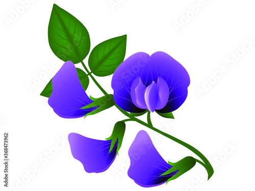 Soybean flowers with leaves isolated on white background.