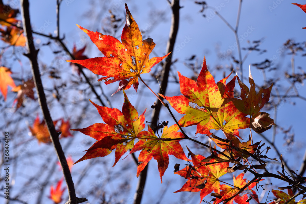 Red and yellow leaves in fall Red and yellow leaves in fall