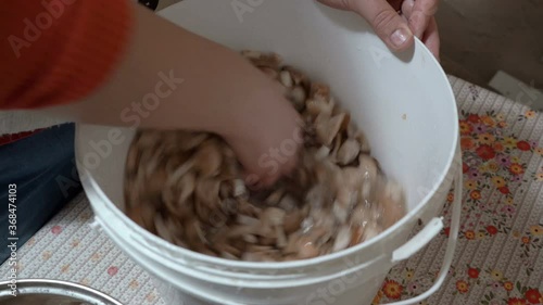 wash mushrooms,wash sliced mushrooms honey agaric, canned mushrooms for the winter photo