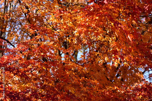 Red and yellow leaves in fall