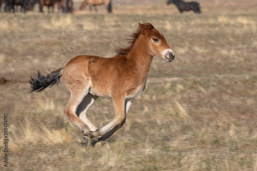 Wild Horse Foal in the Utah Desert