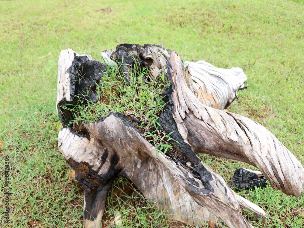 Grass growing in a decomposed old tree root Grass growing in a decomposed old tree root