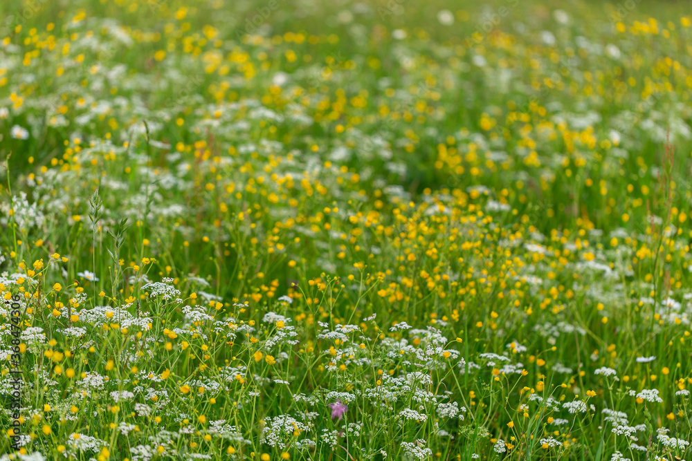 Obraz premium Big wide lush green meadow is covered with a carpet of colorful wild flowers. Carpet of wild flowers in the meadows. Summer concept.