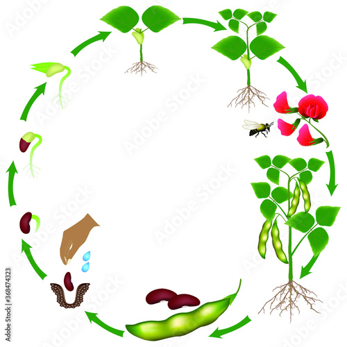 Life cycle of a bean plant on a white background.