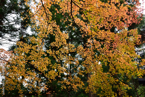 Red and yellow leaves in fall