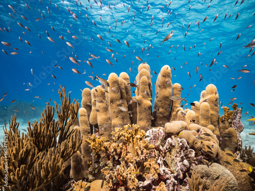 Fototapeta Naklejka Na Ścianę i Meble -  Seascape in shallow water of coral reef in Caribbean Sea / Curacao with fish, Pillar Coral and sponge