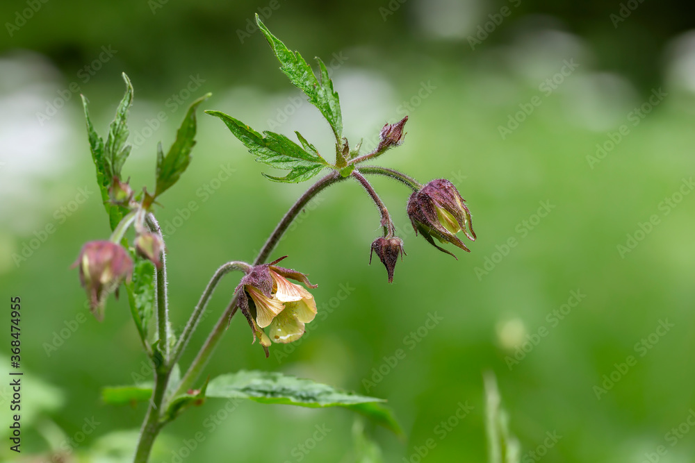 Geum rivale, the water avens, is a flowering plant of the family Rosaceae. Geum rivale, Water Avens. Wild plant shot in spring. Geum rivale, the water avens, is a flowering plant of the family Rosaceae. Geum rivale, Water Avens. Wild plant shot in spring.