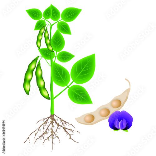 Soybean plant with a pod and flower on a white background.