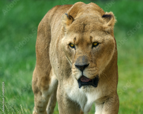 Lioness prowling in the grass