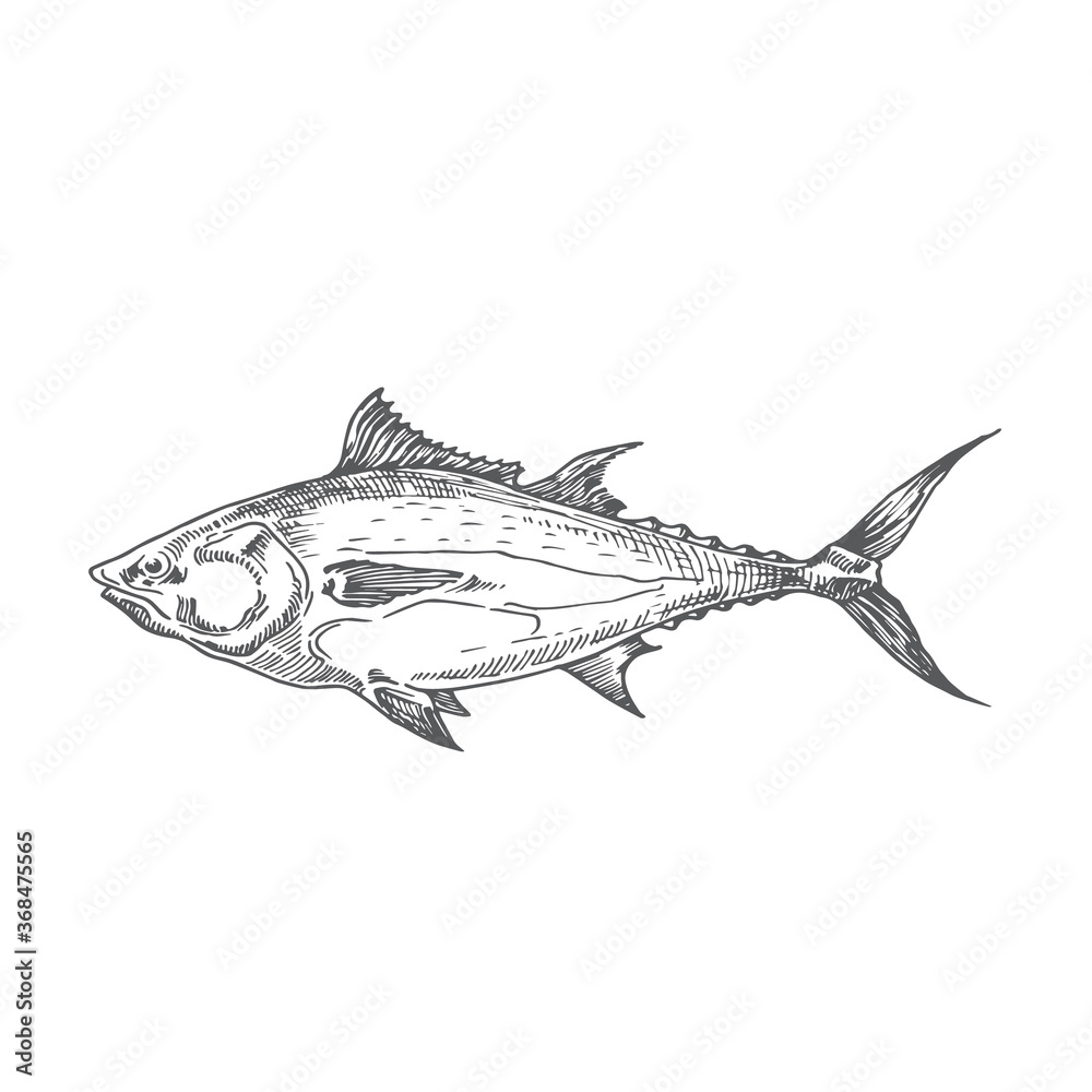 Obraz premium Tuna Hand Drawn Doodle Vector Illustration. Abstract Fish Sketch. Engraving Style Drawing.