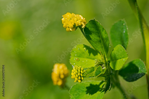 Medicago lupulina, commonly known as black medick, nonesuch, or hop clover, is a plant of dry grassland belonging to the legume or clover family. Blooming black medic, Medicago lupulina. photo
