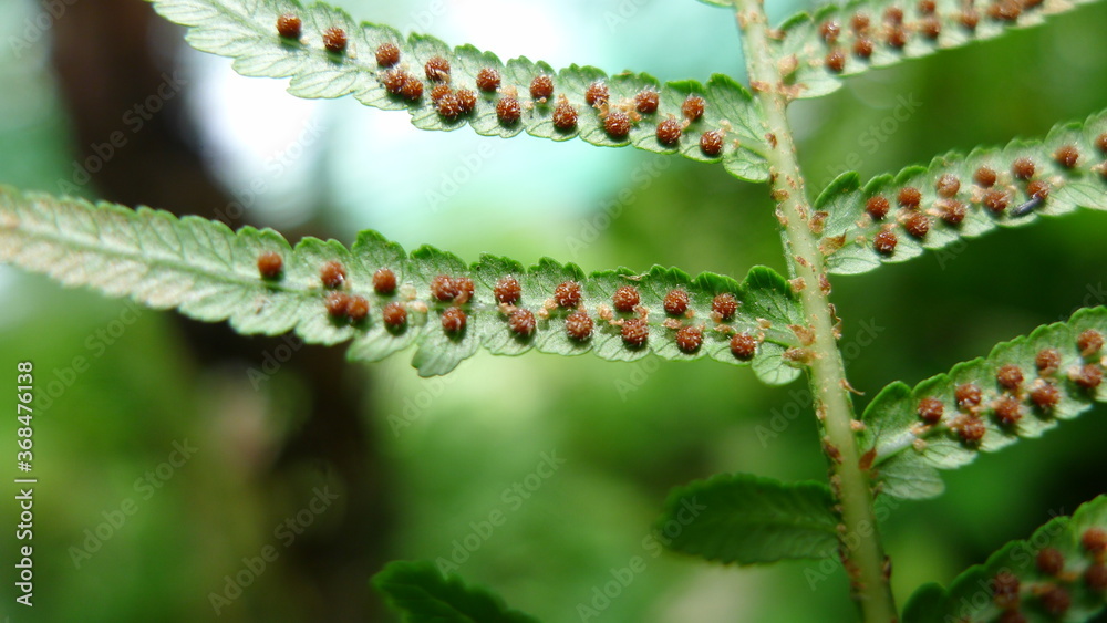 Cyathea is a genus of tree ferns. up close view of its brown spores at lower surface. Venation and sori.