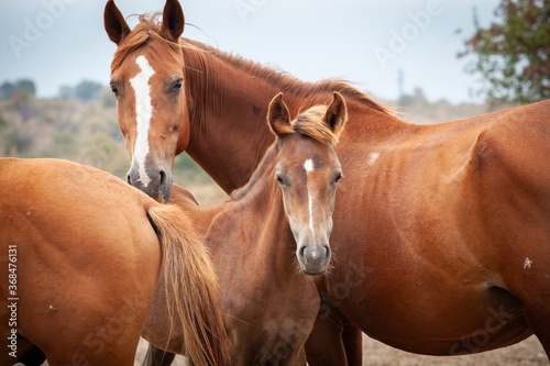 Close up wild horse family
