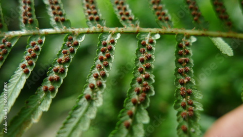 Cyathea is a genus of tree ferns. up close view of its brown spores at lower surface. Venation and sori.
