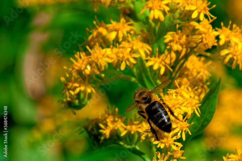 gros plan d'abeilles dans fleurs jaune   ©  - Erick M - 