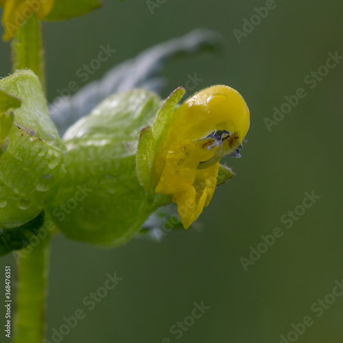 Rhinanthus minor, the yellow rattle, little yellow rattle, hayrattle or cockscomb, is a flowering plant in the genus Rhinanthus in the family Orobanchaceae. photo