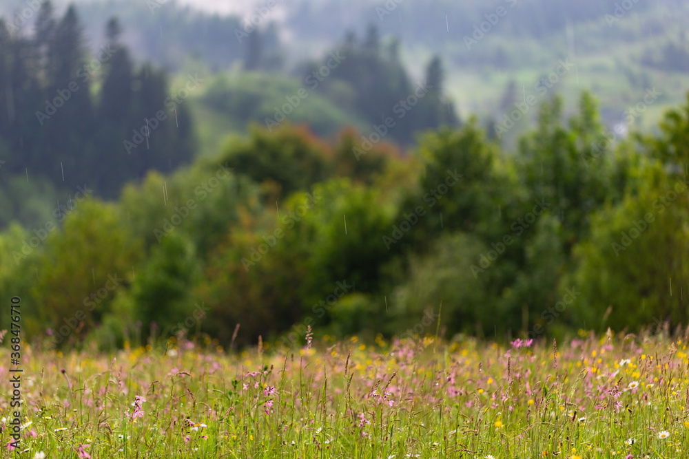 Fototapeta premium Summer concept. Blooming meadow of colorful wild flowers and herbs on a background of forest and mountains. Carpet of summer flowers in the glade
