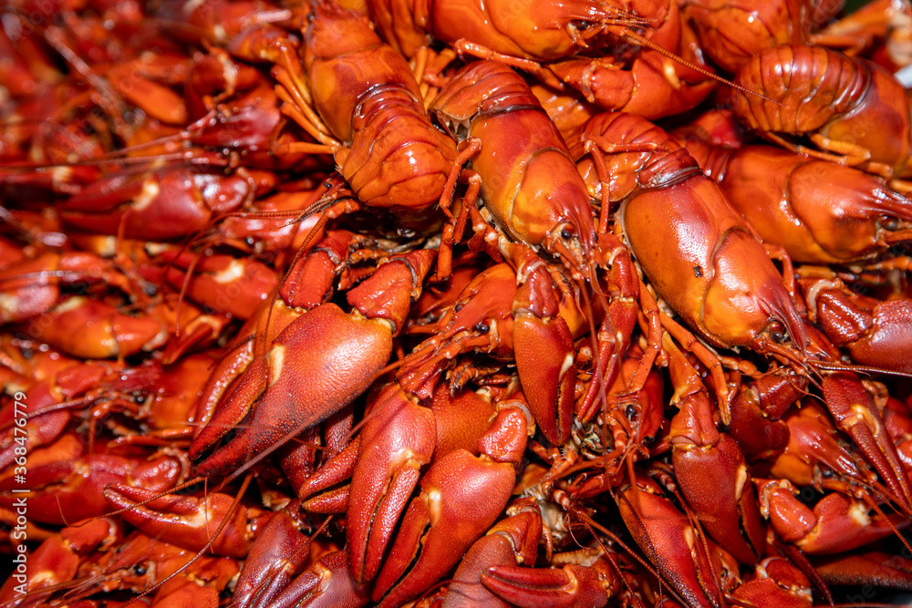 A lot of cooked signal crayfish A lot of cooked signal crayfish