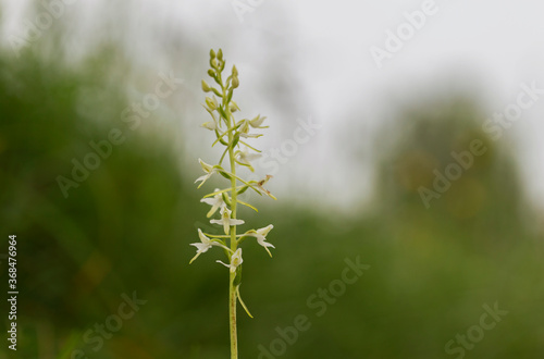 wild orchid (Platanthera bifolia) commonly known as the Lesser Butterfly-orchid. Platanthera bifolia, commonly known as the lesser butterfly-orchid is a species of orchid in the genus Platanthera.