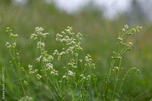 Galium mollugo, common name hedge bedstraw or false baby's breath, is a herbaceous annual plant of the family Rubiaceae. Small white flowers of hedge bedstraw or false baby's breath (Galium mollugo).