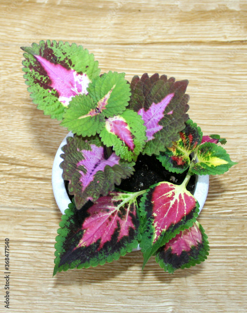 Coleus in a pot. Red and green leaves of the coleus plant, Plectranthus scutellarioides Painted nettle Flower. Beautiful flower Coleus with leaves of green, pink, purple colours.