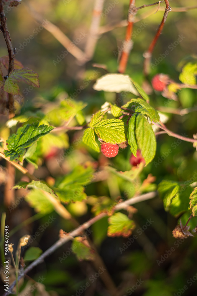 Wild red raspberries on a branch with green foliage surrounding lit by the warm light of the sunset Wild red raspberries on a branch with green foliage surrounding lit by the warm light of the sunset