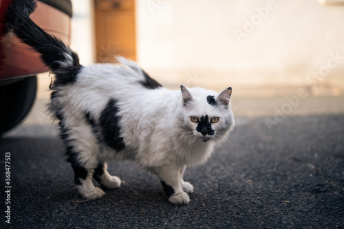 Cute cat on the street