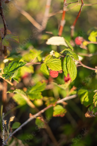 Wild red raspberries on a branch with green foliage surrounding lit by the warm light of the sunset