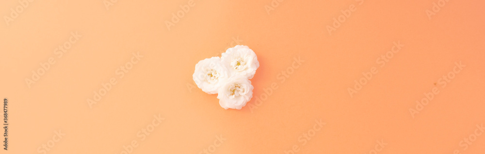Flowers composition of white small rose on pink background. Flat lay, top view Flowers composition of white small rose on pink background. Flat lay, top view