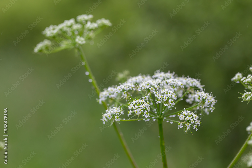 Anthriscus sylvestris, known as cow parsley, wild chervil,is a