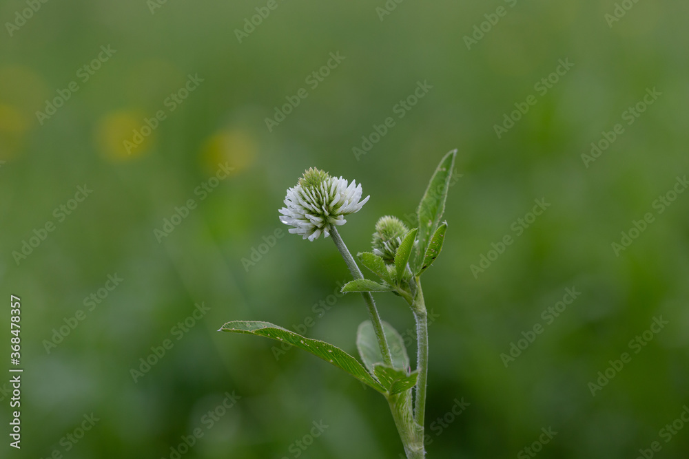 Trifolium montanum, the mountain clover is a plant species of the family Fabaceae. White flower head of the mountain clover, Trifolium montanum. Trifolium montanum, the mountain clover is a plant species of the family Fabaceae. White flower head of the mountain clover, Trifolium montanum.