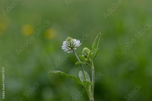 Trifolium montanum, the mountain clover is a plant species of the family Fabaceae. White flower head of the mountain clover, Trifolium montanum.