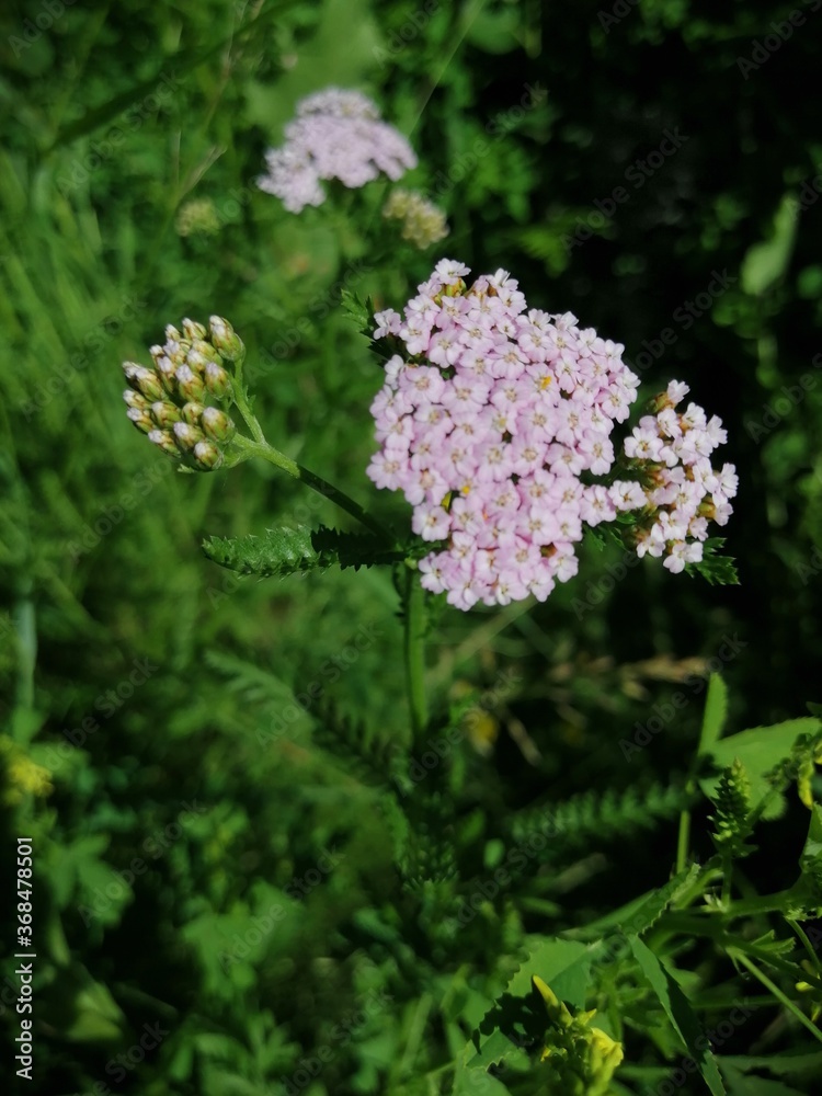 yarrow white flowers on green background yarrow white flowers on green background