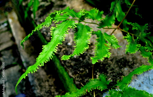 Lygodium flexuosom fern leaf in the forest