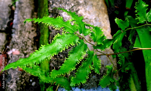 Lygodium flexuosom fern in the forest
