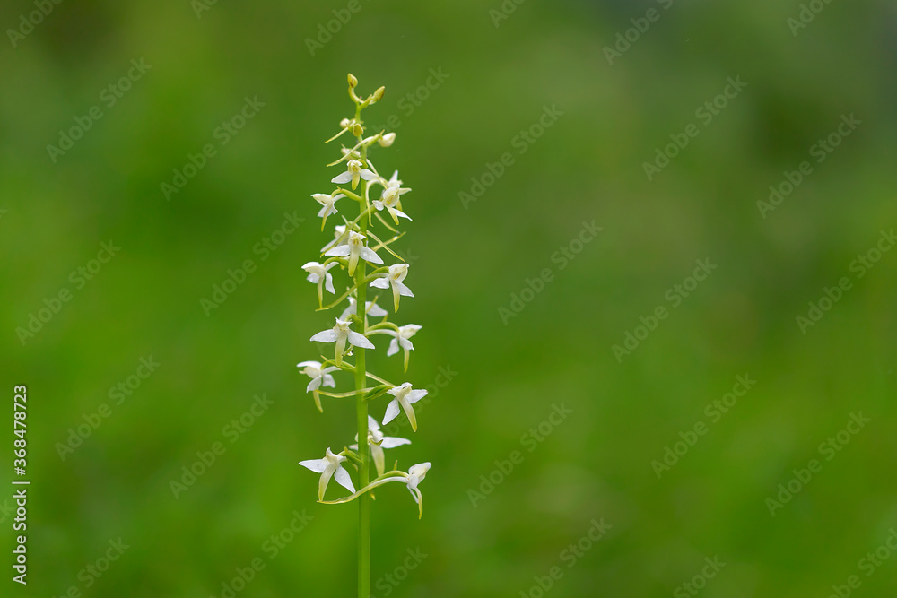 wild orchid (Platanthera bifolia) commonly known as the Lesser