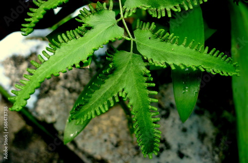 close up of fern leaf Lygodium flexuosom