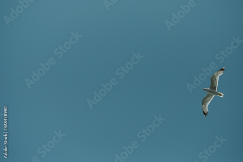 seagull on blue sky