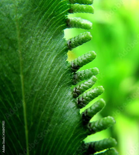 Lygodium flexuosom fern leaf isolated