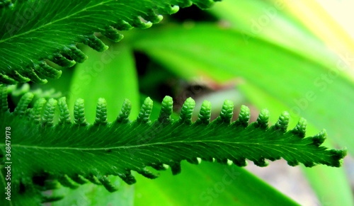 Lygodium flexuosom fern leaf