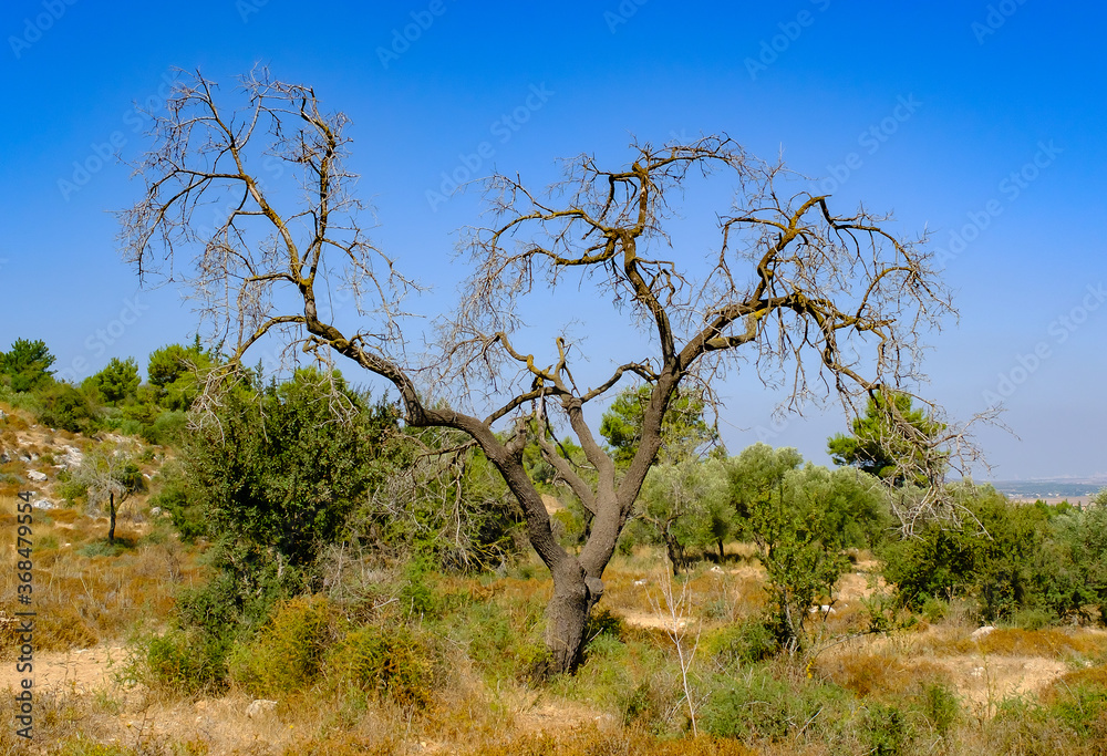 Withered dead tree in the landscape
