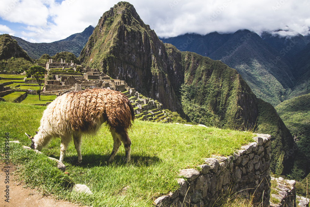 Fototapeta premium sheep in the machu picchu