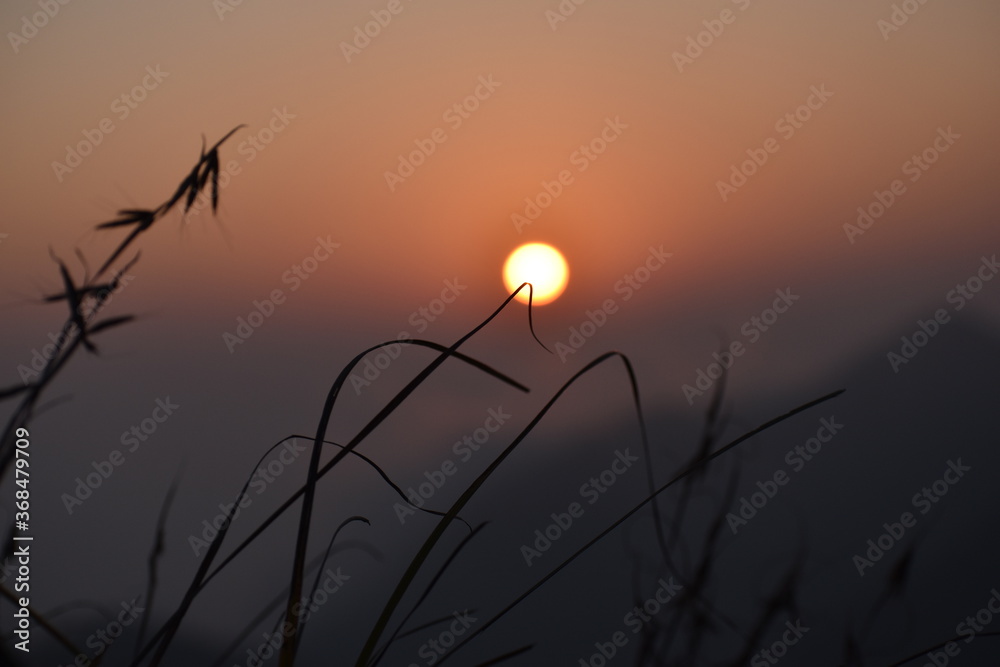 Obraz premium Beautiful grass isolated in sunset background