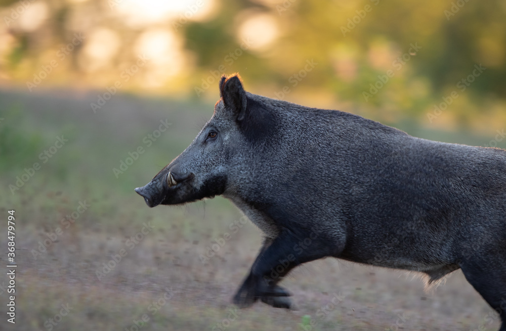 Fototapeta premium Wild boar running in forest