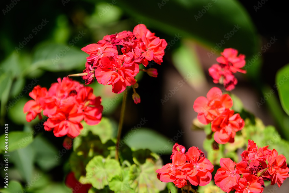 Group of vivid red Pelargonium flowers (commonly known as geraniums, pelargoniums or storksbills) and fresh green leaves in a pot in a garden in a sunny spring day, multicolor natural texture. Group of vivid red Pelargonium flowers (commonly known as geraniums, pelargoniums or storksbills) and fresh green leaves in a pot in a garden in a sunny spring day, multicolor natural texture.