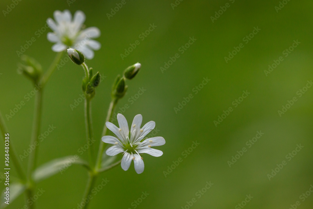 Closeup of Lesser Stitchwort (Stellaria graminea) flower. Stellaria graminea is a species of flowering plant in the family Caryophyllaceae.
