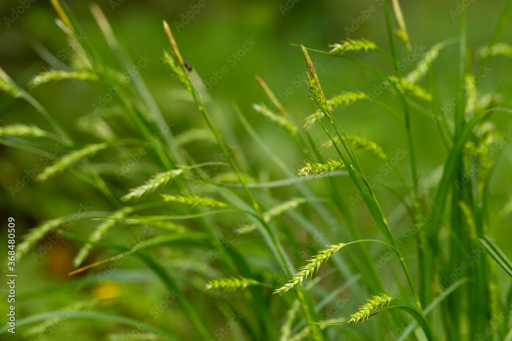 Carex sylvatica is a species of sedge found in deciduous woodlands across Europe. Carex sylvatica is a species of sedge found in deciduous woodlands across Europe.