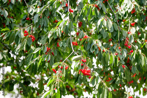 Close up of a ripe fresh red cherries and green leaves in a tree orchard in a garden in a sunny summer day, beautiful outdoor background photographed with soft focus.